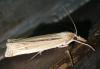 Ancylolomia sp.